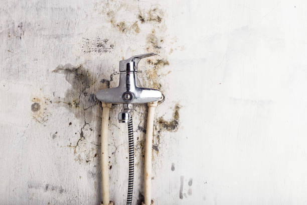 Best Health and Safety Mold Remediation in Montague, MI