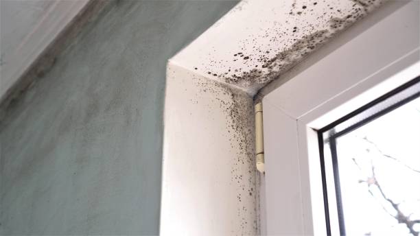 Best Attic Mold Remediation in Montague, MI