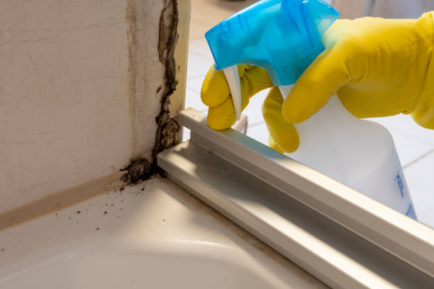 Best Residential Mold Remediation in Montague, MI
