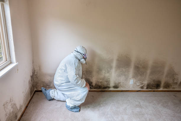 Best Residential Mold Remediation in Montague, MI