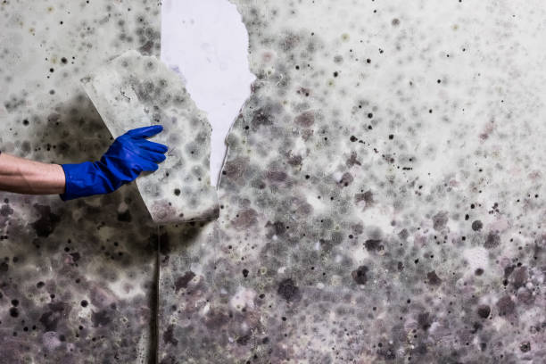 Best Insurance-Related Mold Remediation in Montague, MI